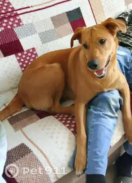 Пропал собака, улица Киквидзе, городской округ Тамбов - рыжий с коричневым ошейником - photo