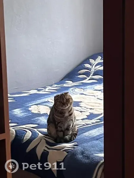 Пропала кошка, улица Колеватова, Минусинск - вислоухая с пестрым окрасом - photo