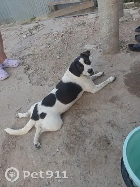 Пропала собака, улица Козьмы Минина, 12А, Волгоград - photo