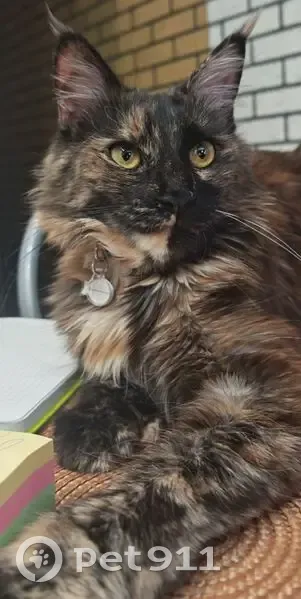 Пропала кошка, Колхозная улица, 10 к1, Рязань - порода мейн-кун с красно-оранжевым ошейником - photo