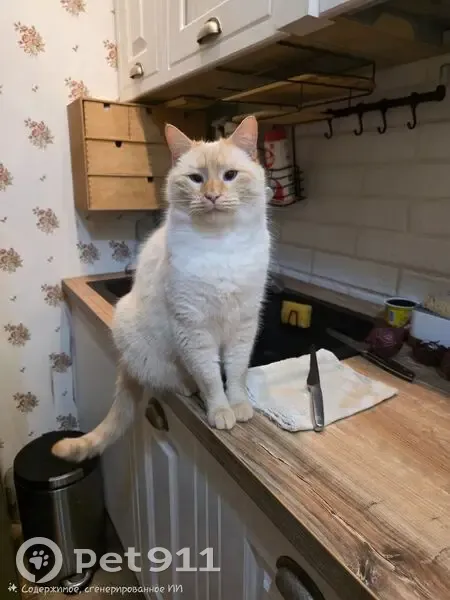 Пропал кот, Черноморская улица, 19, Краснодар - белый с рыжей патиной - photo