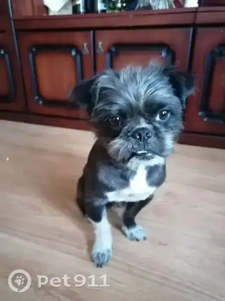 Пропала собака, Чернореченская улица, Оренбург - постриженный, белые носочки - photo