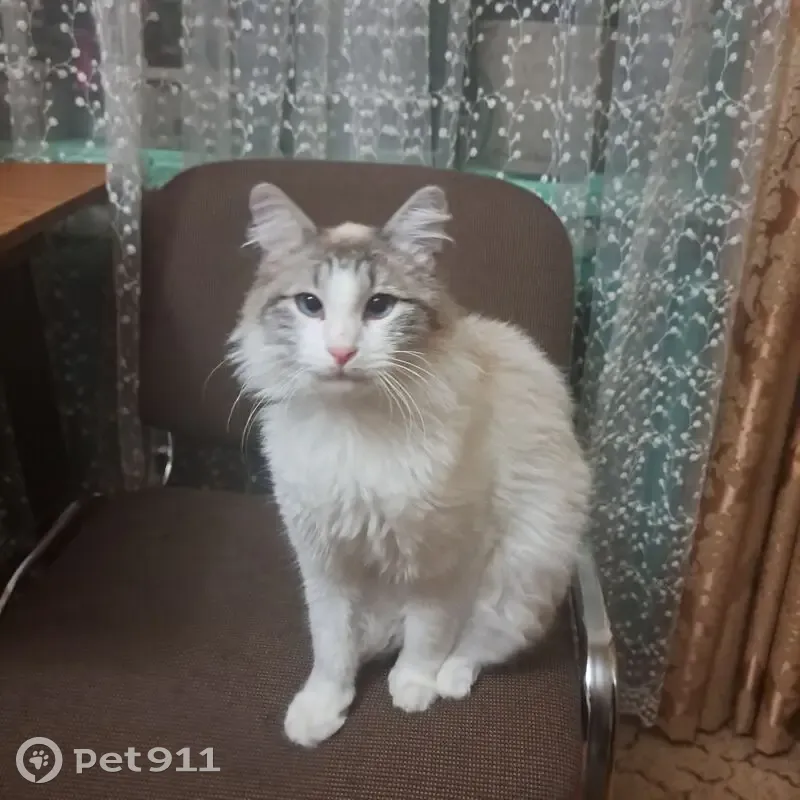 Пропал кот, Мельничная улица, 4, Ессентуки - светлый с тёмным хвостом - photo