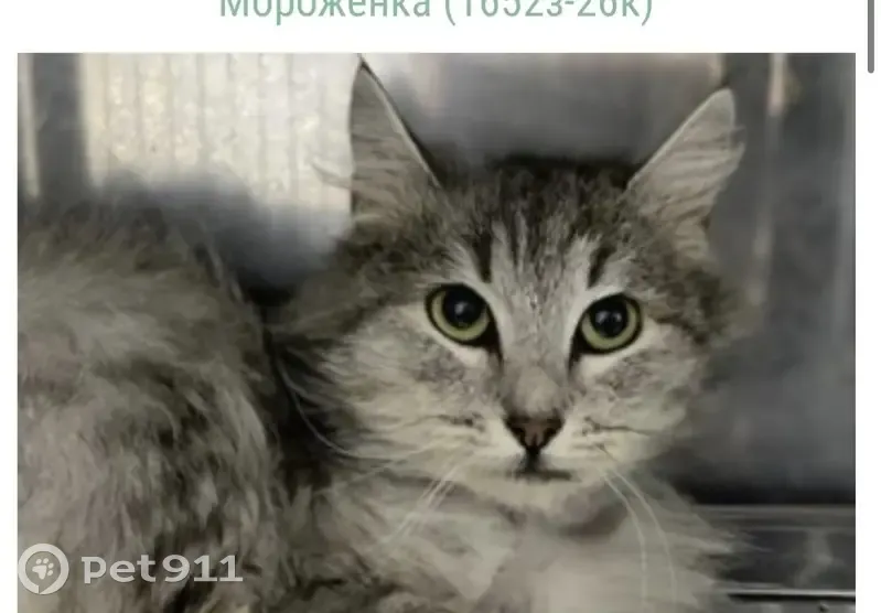 Найдена кошка, корп. 619, Зеленоград - серый окрас - photo