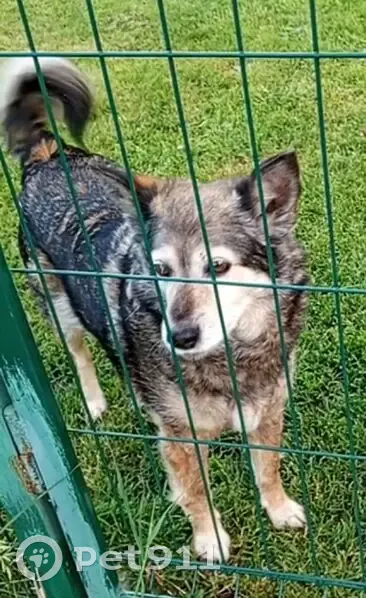 Пропала собака, Пироговка-Соковнино, Щекино (Тульская обл.) - возрастная, окрас темно серый с рыжими подпалинами - photo