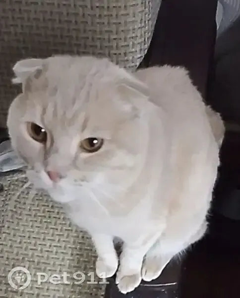 Пропал кот, улица Крылова, Муром - вислоухий Пушок - photo