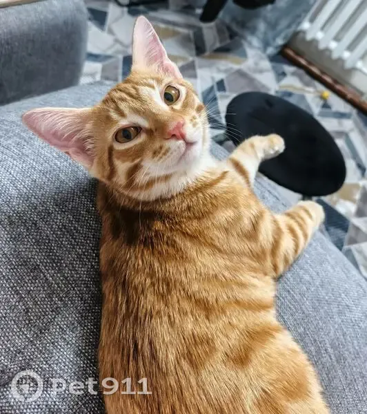 Пропал кот, улица Калинина, 28, Щучье - рыжий и кастрированный - photo