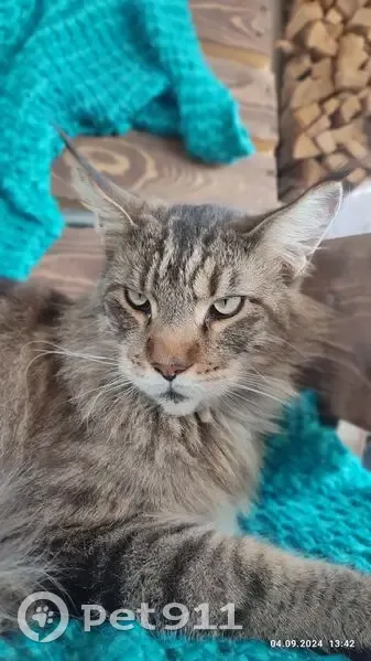 Пропал кот, Горячий Ключ - photo