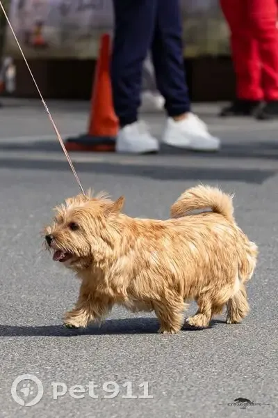 Пропала собака, Первомайское сельское поселение, Первомайское - норвич-терьер, рыжая - photo