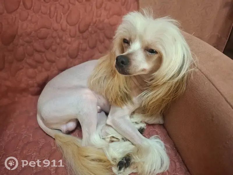 Пропал собака, Тула, Тульская область - китайский хохлатый, стриженый - photo