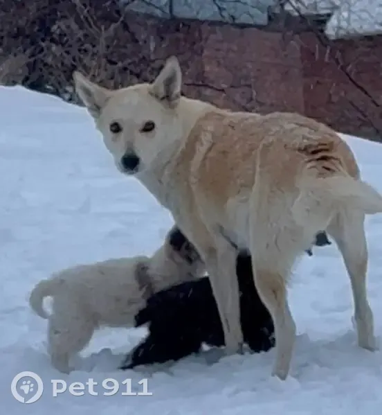 Пропала собака, Саратов - белая шерсть, характер осторожный - photo