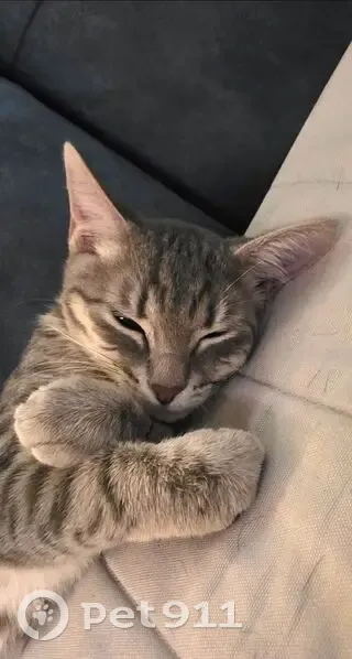 Пропал кот, проспект Просвещения, 70 к1, Санкт-Петербург - серый, 7-8 месяцев - photo