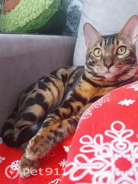 Пропал бенгальский кот, улица Евгении Жигуленко, 30/6, Краснодар - коричневый ошейник - photo