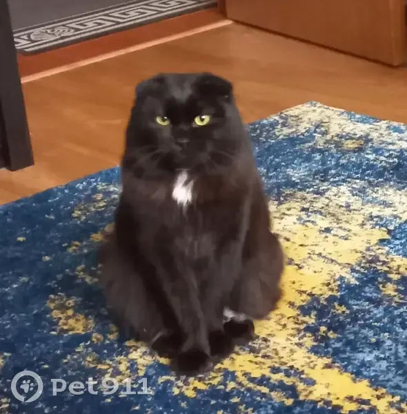 Пропал кот, Чудная улица, Дубовое - черный с белыми пятнышками, пушистый хвост - photo