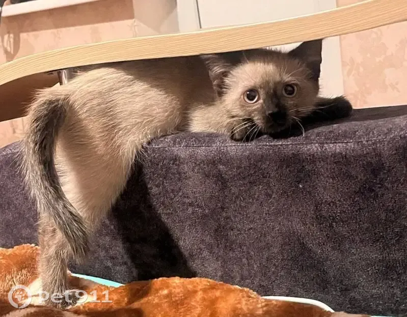 Пропала кошка, улица им. газеты «Правда», 13, Магнитогорск - сиамский окрас, 7 месяцев - photo