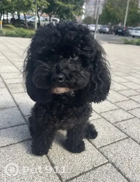 Пропала собака, улица Рождественская Набережная, 41, Краснодар - той пудель, черная с белой бородкой - photo