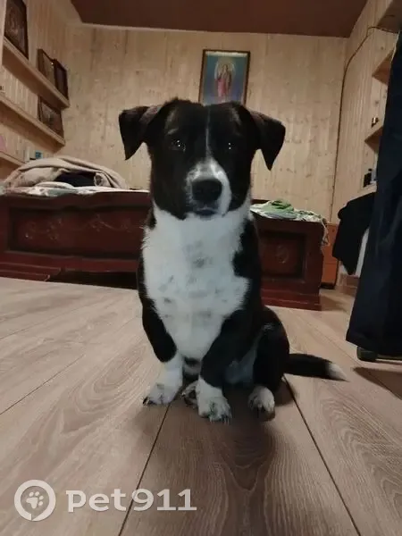 Пропала собака, 1-я Пушкарная улица, 64Н, Курск - черный окрас, помесь Джек Рассела - photo