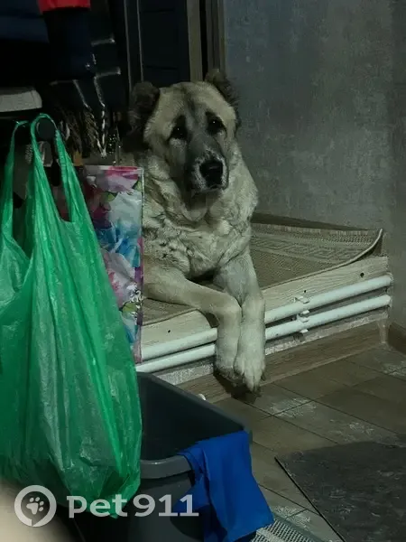 Пропала собака, Гоголевский переулок, 118, Таганрог - photo