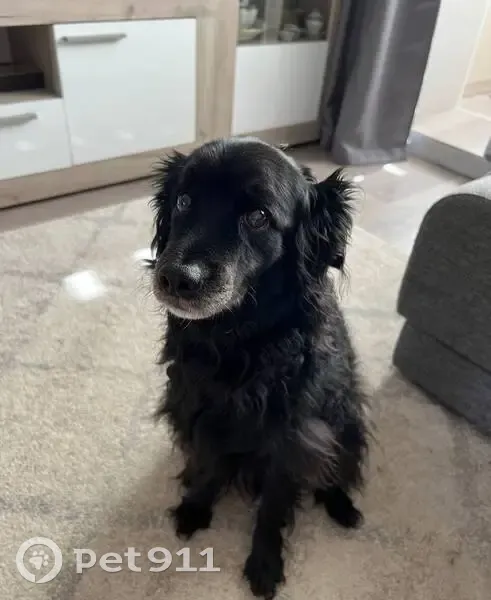 Пропала собака, улица Сергея Есенина, Нижний Новгород - черный окрас, морда седая - photo