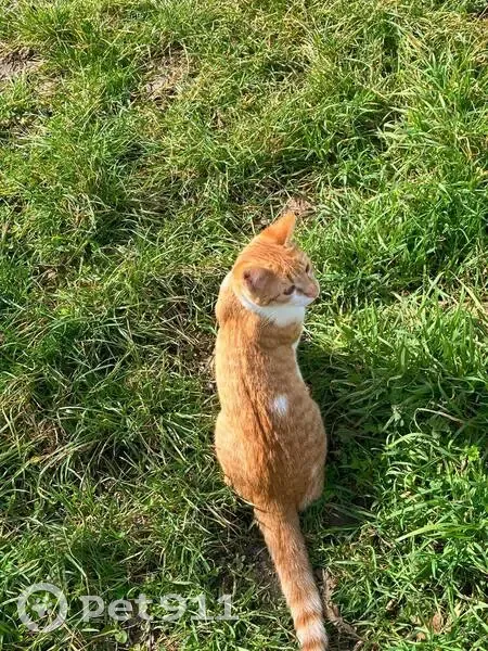 Пропала кошка, улица Свердлова, 2, Хадыженск - рыже-белая с белым пятнышком на спине - photo