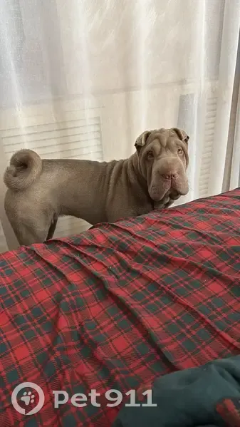 Пропала собака, улица Суворова, Ковров - лиловая, игривая - photo