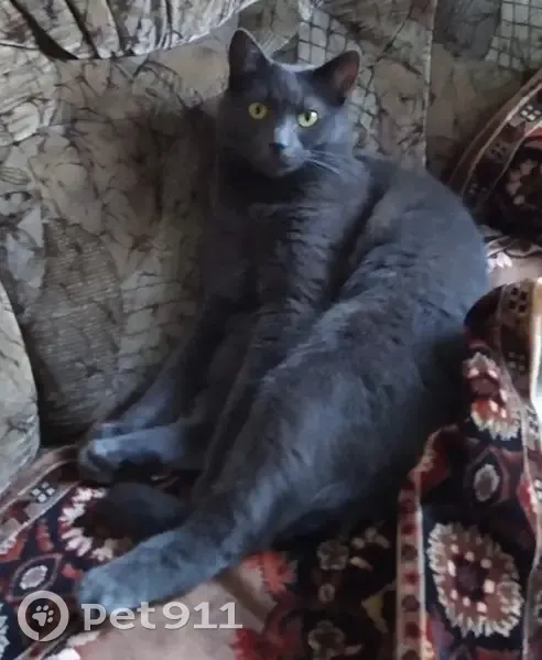 Пропала кошка, улица Миклухо-Маклая, 40, Калининград - серый окрас, жёлтые глаза - photo