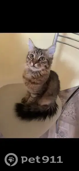 Пропал кот, улица Нагорный Тупик, Сириус - темно-серый с полосками - photo