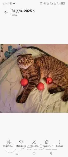 Пропала кошка, улица 1 Мая, 3А, Балашиха - шотландская веслоухая - photo