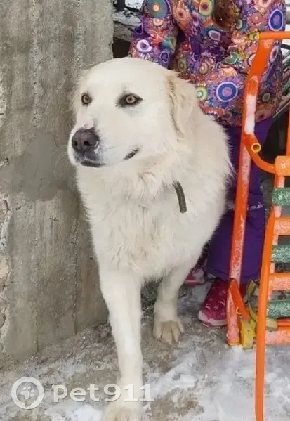 Пропал собака, Университетский проспект, Волгоград - большой белый пёс - photo