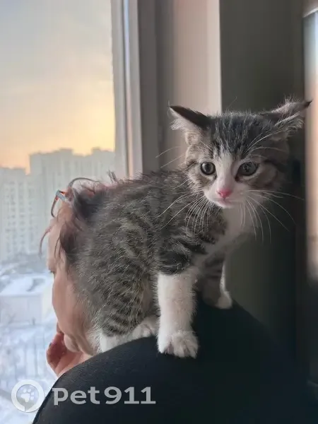 Пропала кошка, Белоусово - photo