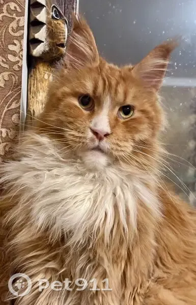 Пропала кошка, улица Дружбы, Тула - рыжий кот - photo