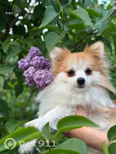 Пропал шпиц, Трудобеликовский, Краснодарский край - белый с рыжиной - photo