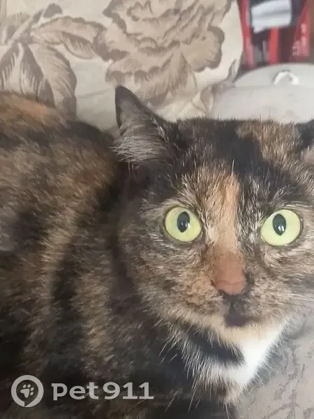 Пропала кошка, Магистральная улица, 47, Омск - отзывается на пупсик - photo