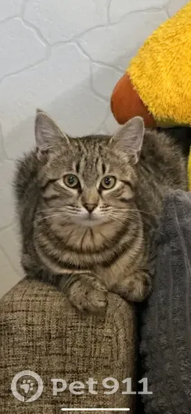 Пропала кошка, Келермесская улица, Белореченск - пятнисто-полосатая Симба - photo