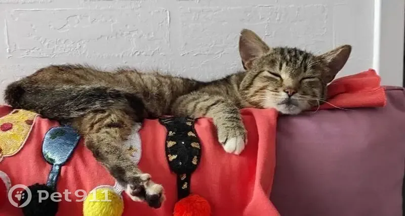 Пропал кот, улица Маяковского, 150А, Брянск - полосатый с тигровым рисунком - photo