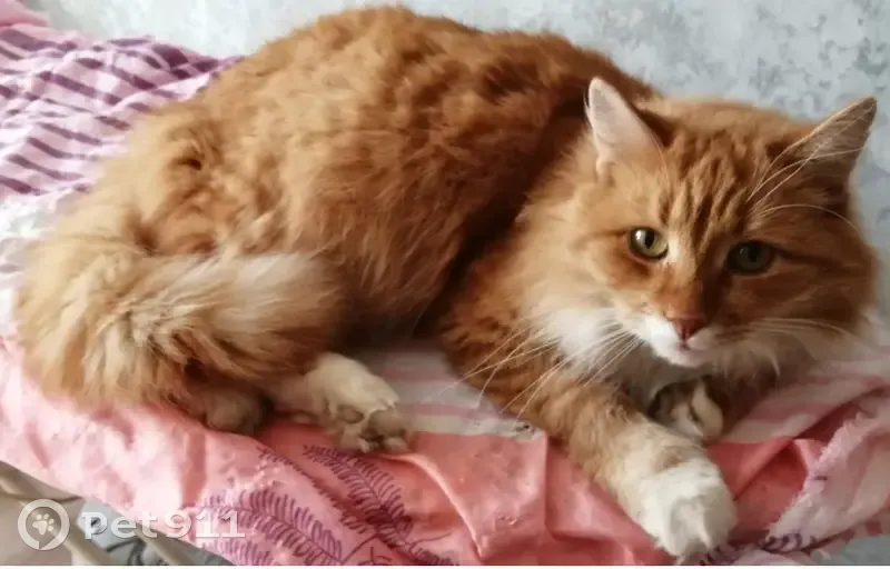 Пропал кот, Академическая улица, Редкино - рыжий окрас, белая грудь и лапки - photo