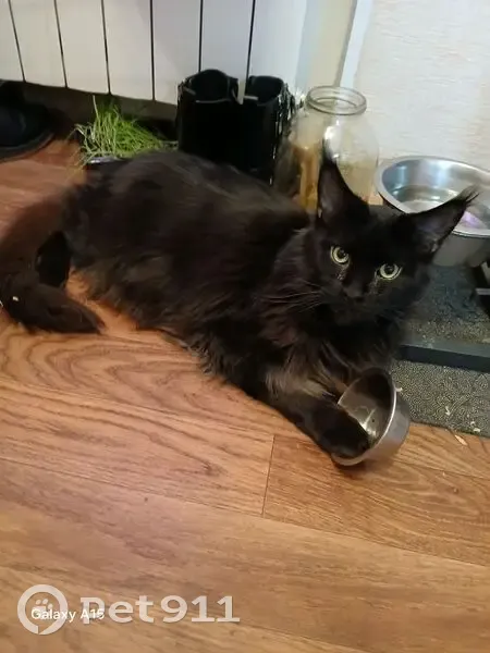 Пропал кот, улица Маршала Мерецкова, 8, Москва - черный мэй кун - photo