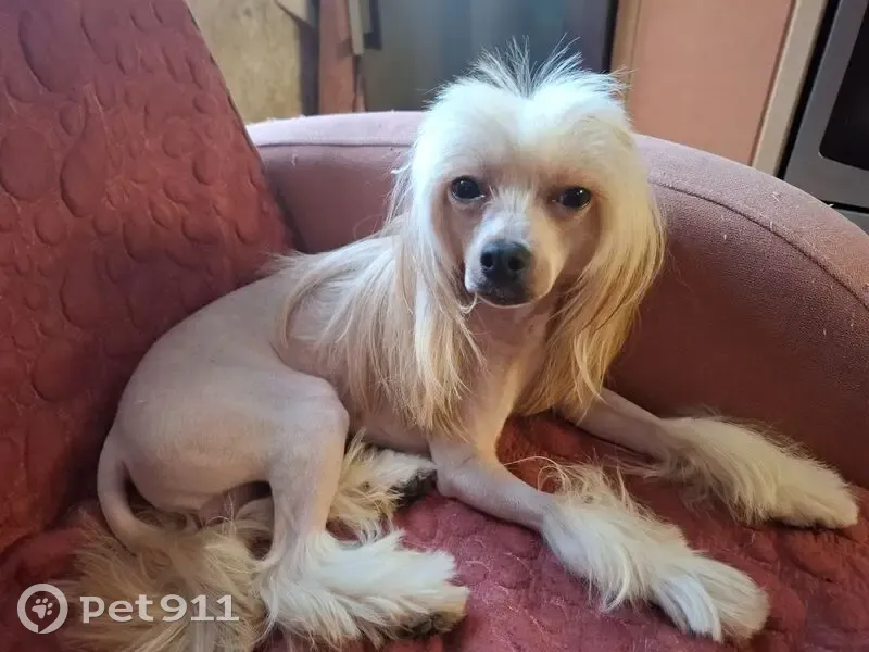 Пропал собака, Гарнизонный проезд, 1 к3, Тула - бежевый окрас - photo