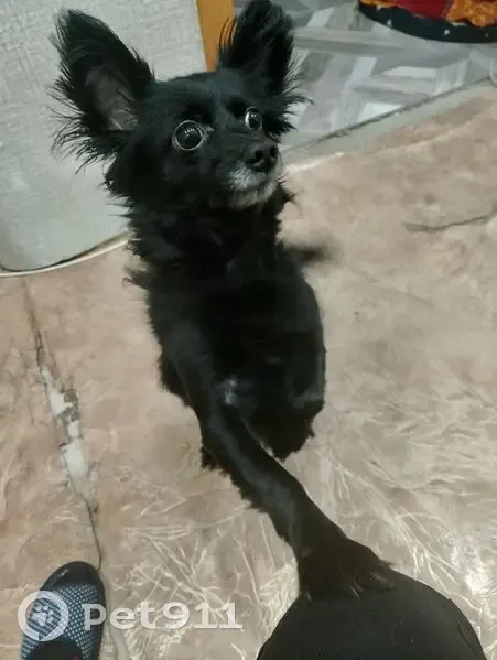 Пропал собака, мужской, улица Чапаева, 35, Туймазы - черный с ошейником - photo