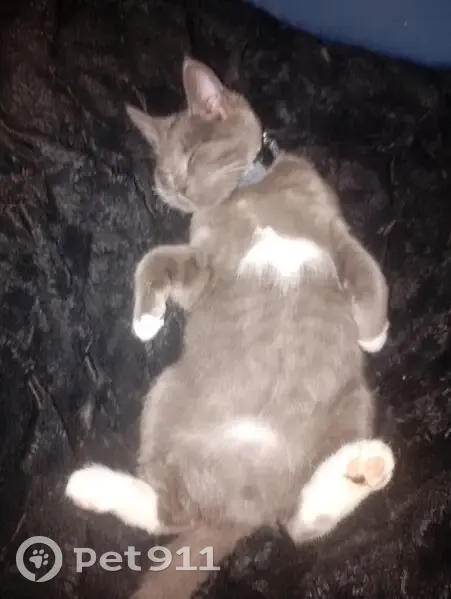 Пропал кот, улица 40-летия Великой Победы, 5, Архангельск - выбежал из дома - photo