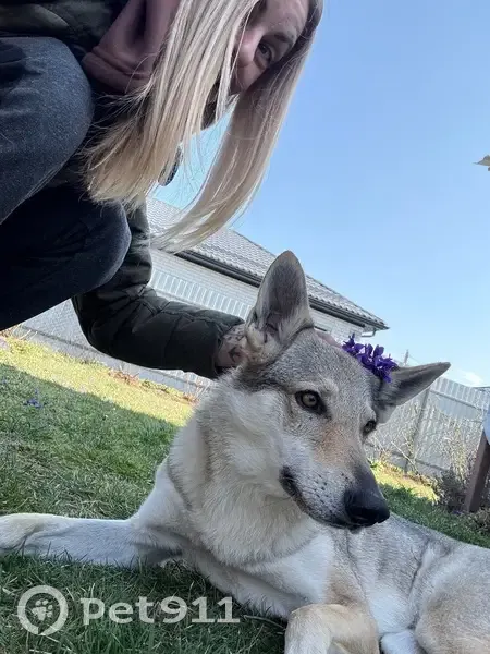 Пропала собака, 03К-074, Краснодарский край - похожа на волка - photo