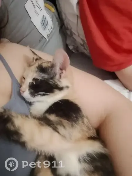 Пропала кошка, улица Короленко, 36, Казань - небольшая, с торчащим пупком - photo