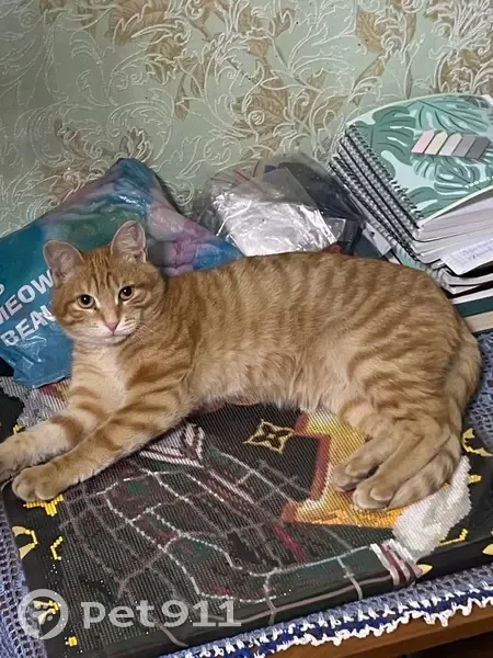 Пропал кот, Первомайская улица, 169, Иркутск - photo