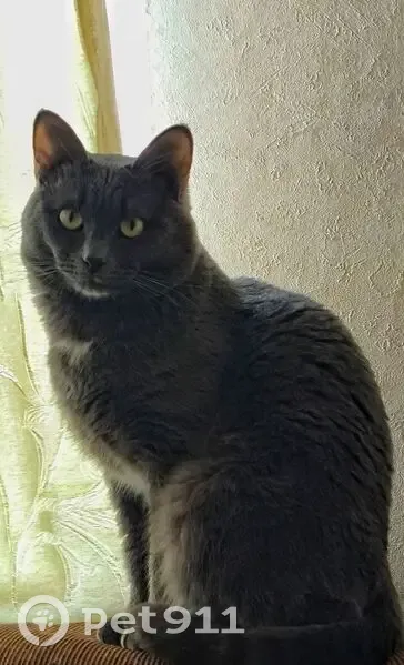 Пропал кот, улица Академика Сахарова, 105 к2, Нижний Новгород - дымчатый окрас с белыми пятнами - photo