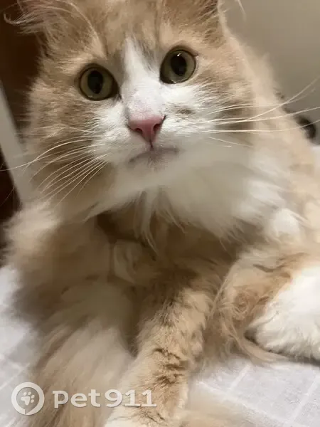 Пропала кошка, Кооперативная улица, 33А, Шуя - смесь с мейкуном - photo