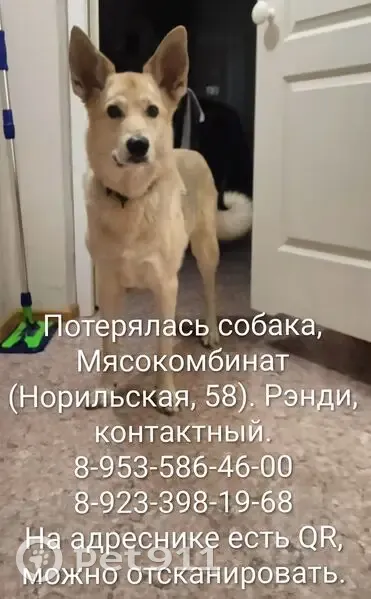 Пропала собака, Норильская улица, 58, Красноярск - кастрирован, красный адресник с куар кодом - photo