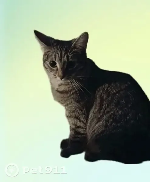 Пропала кошка, улица Цюрупы, 12 к4, Москва - пугливая и игривая - photo