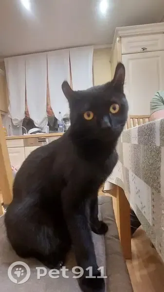 Пропал кот, Советская улица, 1, Аргаяш - полностью чёрный и разговорчивый - photo