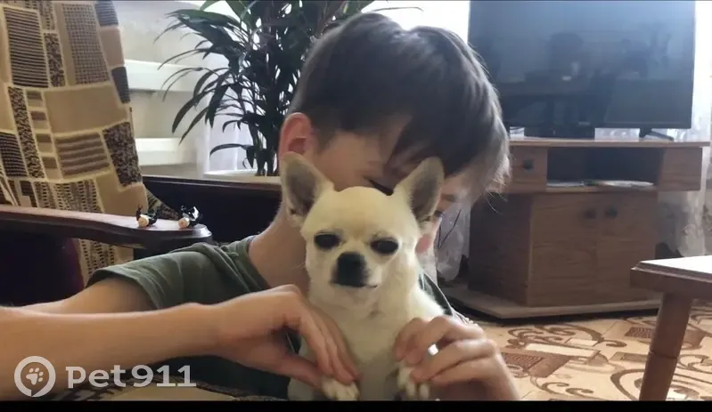 Пропал собака, мужской, Радужная улица, 12, Апшеронск - бело-кремовый окрас - photo