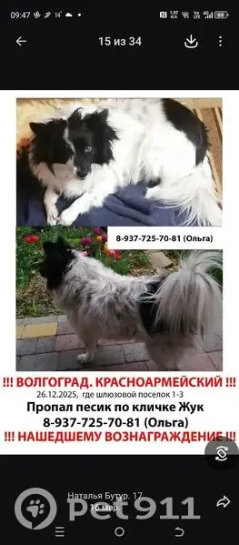 Пропал собака, улица Городовикова, 6, Волгоград - белый с черными пятнами - photo